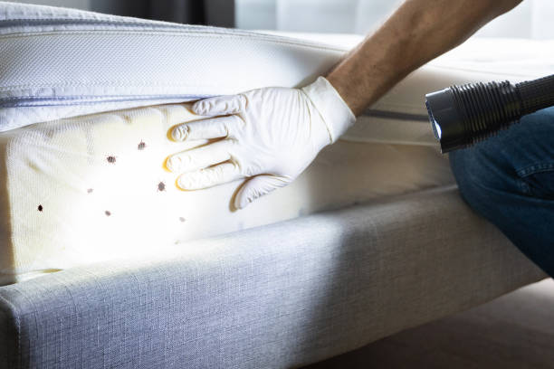 Best Pest Removal Services  in Mcqueeney, TX